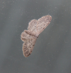Idaea seriata