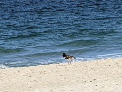 Haematopus palliatus