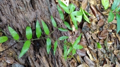 Palicourea callithrix