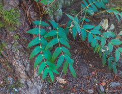 Berberis nervosa