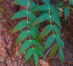 Berberis nervosa
