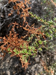 Adenostoma fasciculatum