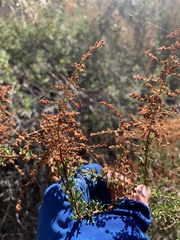 Adenostoma fasciculatum