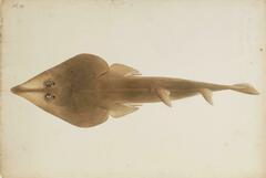 Brown Guitarfish photo 5