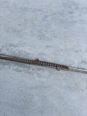 Elgaria multicarinata