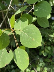 Populus tremuloides