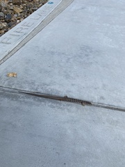 Elgaria multicarinata