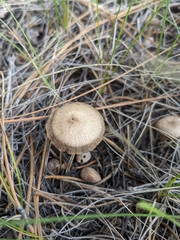Lentinus arcularius