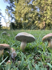 Gyroporus castaneus