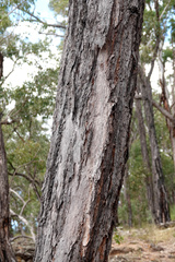 Eucalyptus dura