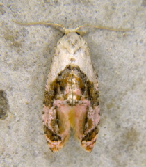 Cochylis
