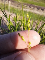 Dichanthelium perlongum