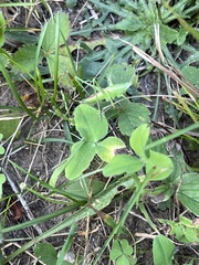 Dichromorpha viridis