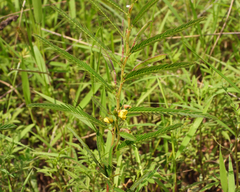 Chamaecrista mimosoides