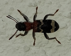 Thanasimus formicarius