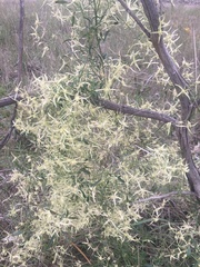 Clematis microphylla