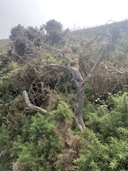 Ulex europaeus