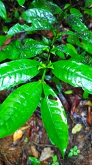 Faramea guianensis