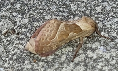 Triodia sylvina