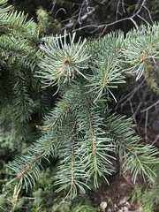 Picea engelmannii