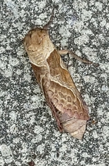Triodia sylvina