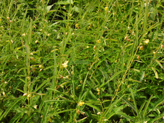 Chamaecrista mimosoides