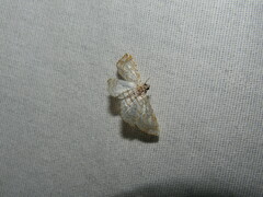 Neurophyseta