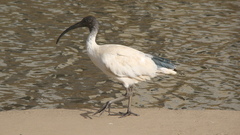 Threskiornis molucca