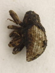 Cryptorhynchus fuscatus