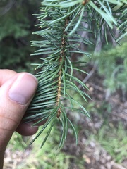 Picea engelmannii