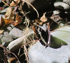 Limenitis lorquini