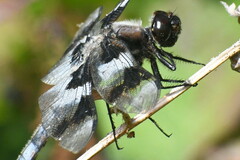 Libellula forensis