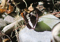 Limenitis lorquini
