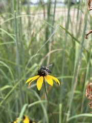 Megachile mendica