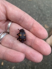 Nicrophorus orbicollis