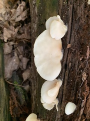 Crepidotus applanatus
