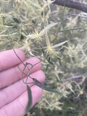 Clematis microphylla