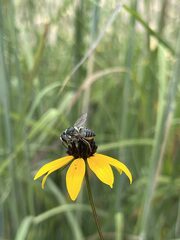 Megachile mendica