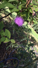 Cirsium vulgare