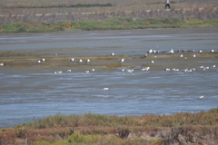 Recurvirostra americana