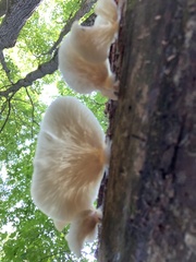 Crepidotus applanatus
