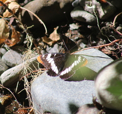 Limenitis lorquini