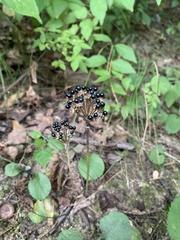 Allium tricoccum