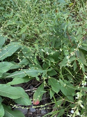 Persicaria punctata