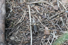 Pholidoptera griseoaptera