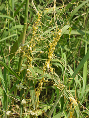 Cuscuta australis