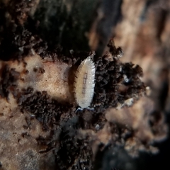 Haplophthalmus danicus