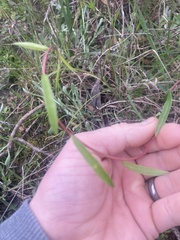 Billardiera cymosa