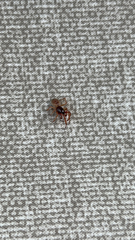 Trachelas tranquillus