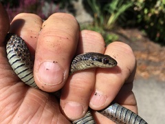 Thamnophis ordinoides